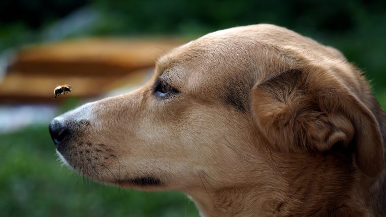 bee on dog nose how to keep dog safe from bees