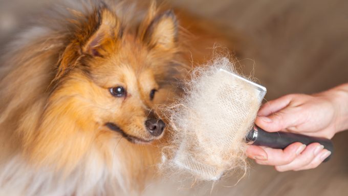 The Shetland Sheepdog can shed a lot.