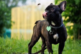 french bulldog looking at bee dog attacked by swarm of bees