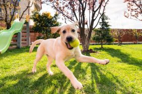 labrador retriever puppy playing with tennis ball why do dogs love tennis balls