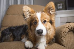 corgi puppy on recliner firefighters rescue puppy trapped in recliner