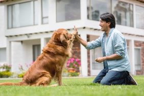 A Golden Retriever works on training