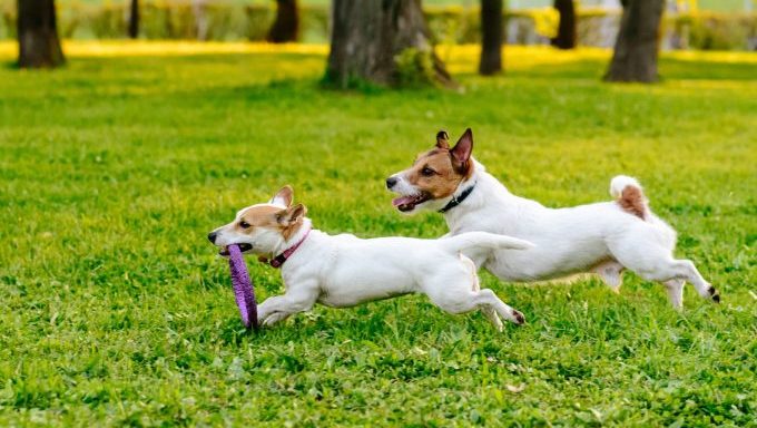 dogs playing at dog park