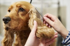 A Cocker Spaniel is one of many dog breeds with high grooming needs.