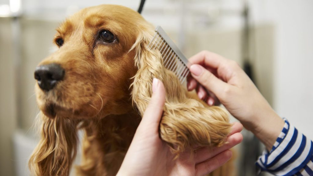 A Cocker Spaniel is one of many dog breeds with high grooming needs.