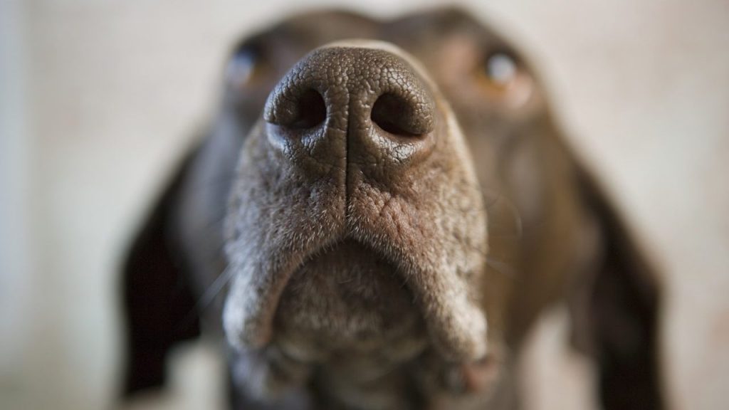 Study Shows High Accuracy in Dogs’ Ability to Sniff Out COVID-19