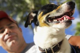 close-up of dog with man in background dog adoption scan