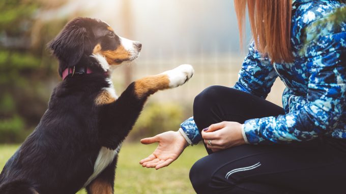 A Bernese Mountain Dog puppy loves working with dog trainers