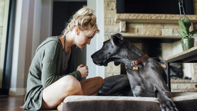 A Great Dane learns to get off the couch.