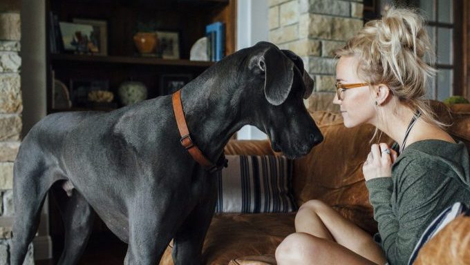 woman looking at great dane best dog breeds apartment living