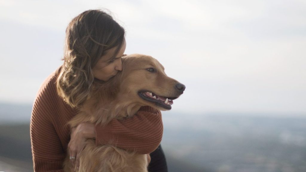 Large dog breed golden retriever being hugged by human companion with blurry skyline background.