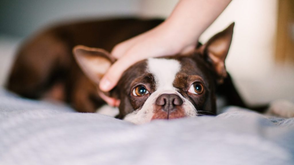 Boston Terrier Reunited with Owner after Being Stolen from Car