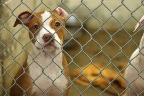 overcrowded animal shelters