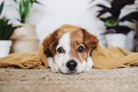 dog lying on floor covered in blanket what does it mean when a dog shakes