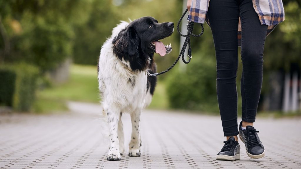 woman walking dog on a leash