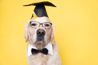 Golden retriever wearing graduation hat, glasses, and bow tie. Like Loki, the rottweiler, this therapy dog receives dogtorate.