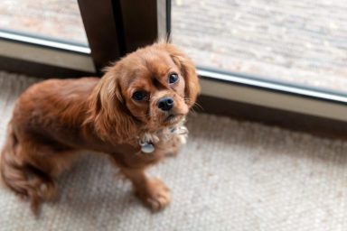 Tiny dog waiting by the door of a house to go outside for potty training.