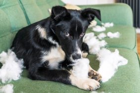 Border Collie caught misbehaving on couch and giving a guilty look or look of shame towards camera.