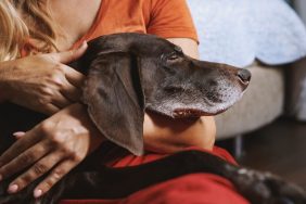 dog sleeping in woman's arms during in-home euthanasia