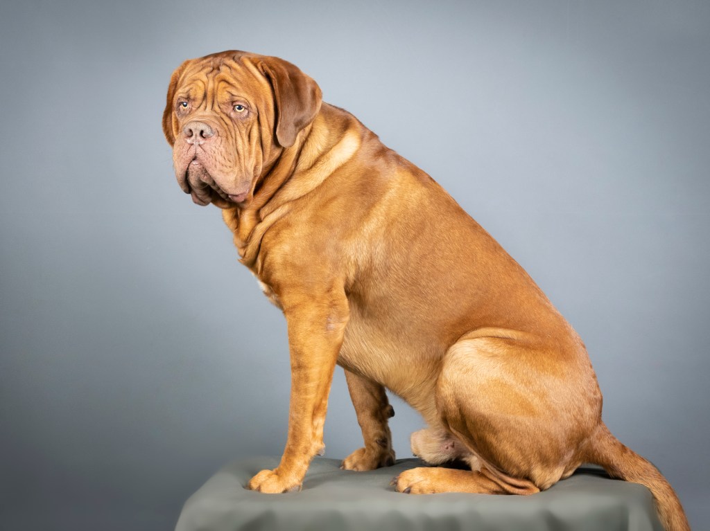 Dogue de Bordeaux sitting