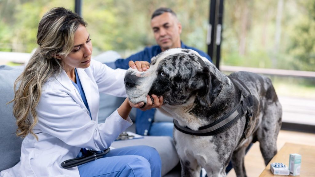 A Great Dane benefits from a home veterinary visit.