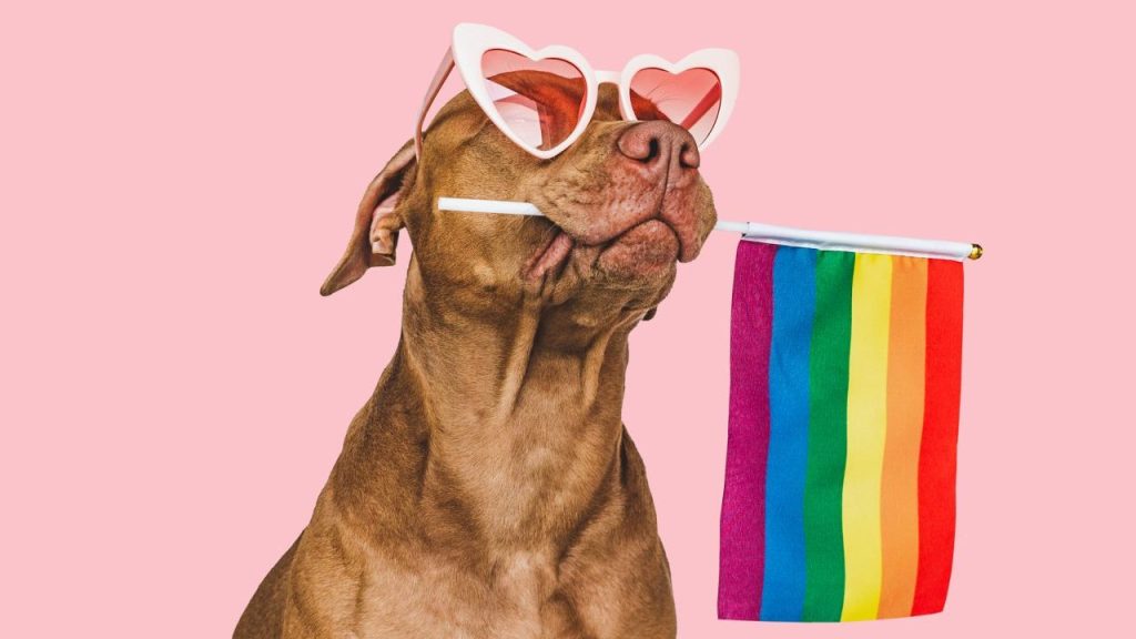 Dog wearing heart sunglasses and holding Pride flag.