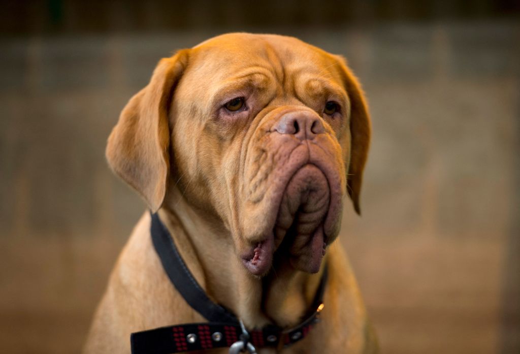 Dogue de Bordeaux face