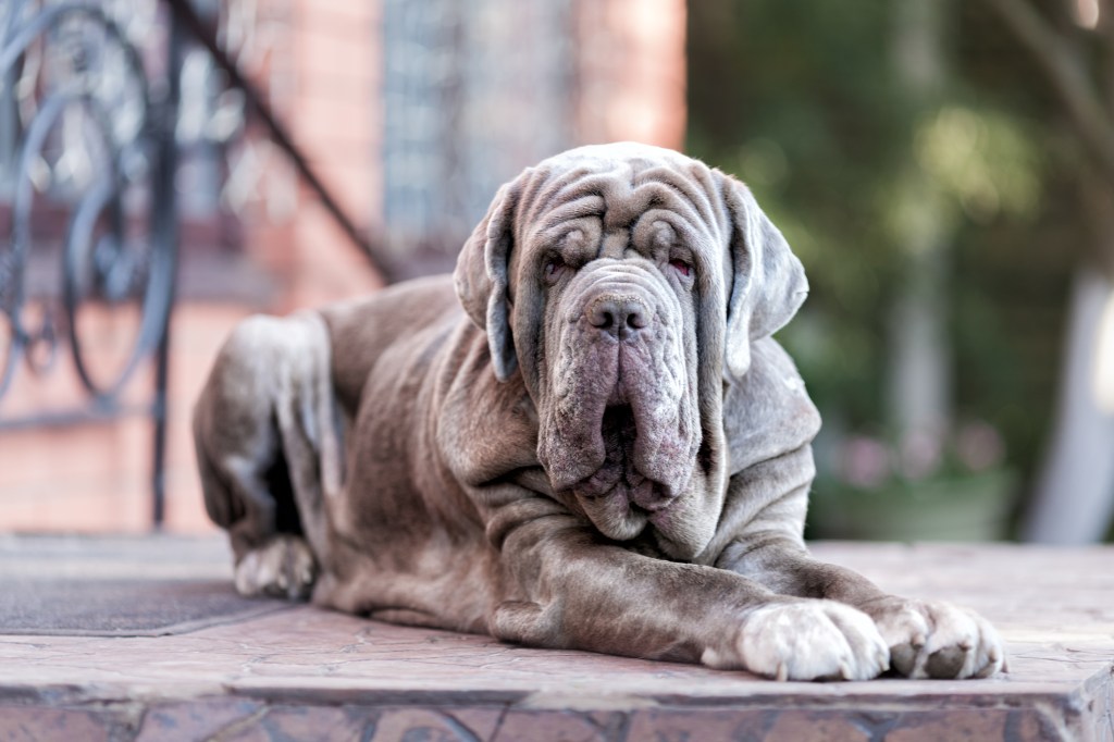 Neapolitan Mastiff lying down