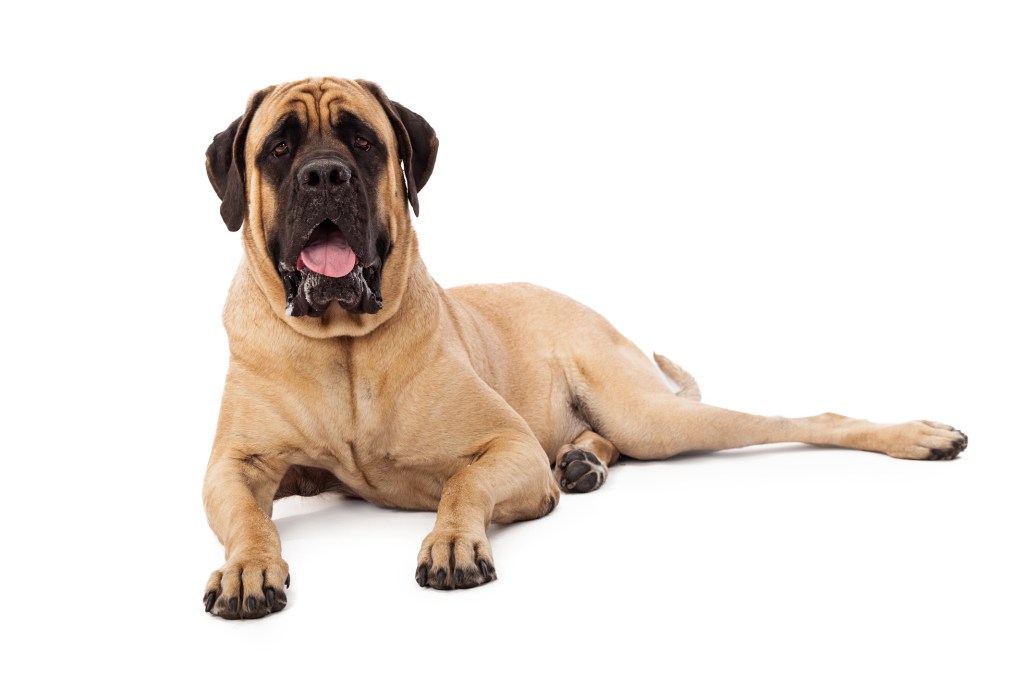 Large Mastiff