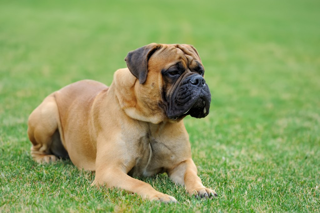 English Mastiff in grass