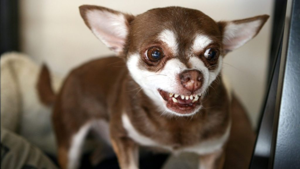 Chihuahua dog showing aggression and preparing to bite.