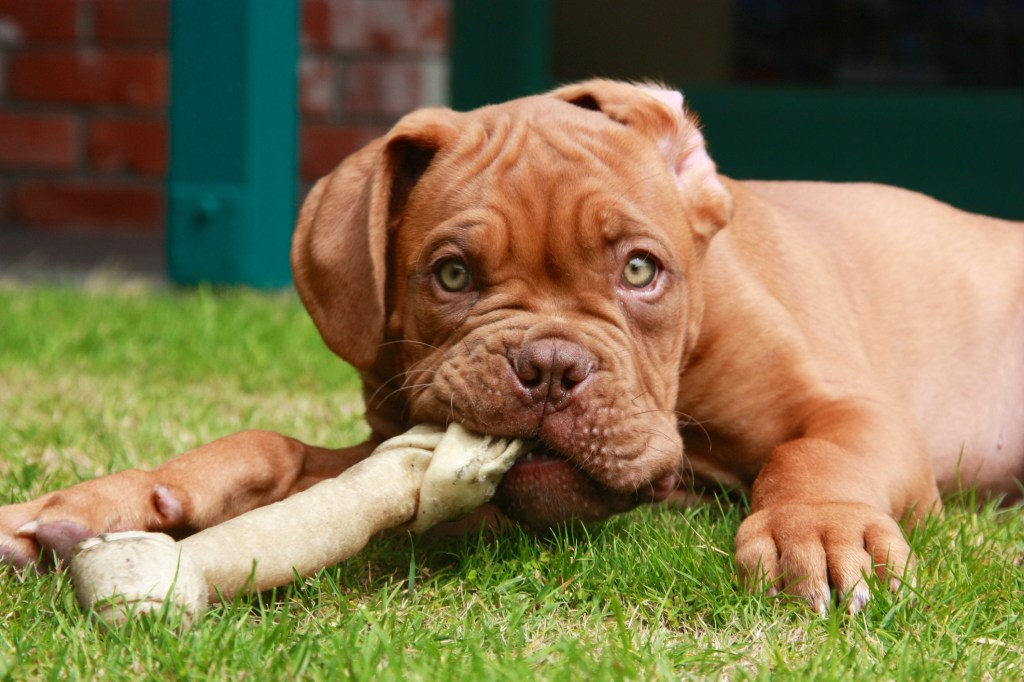 Dogue de Bordeaux puppy