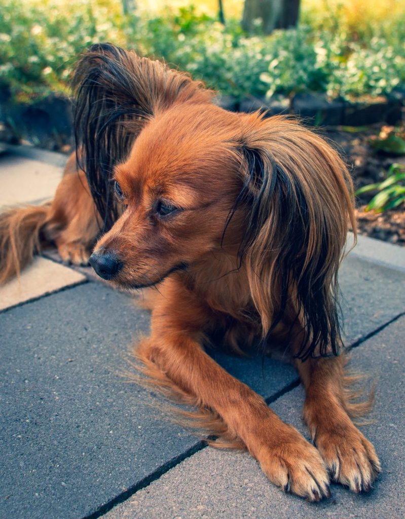 long haired russian toy in a garden