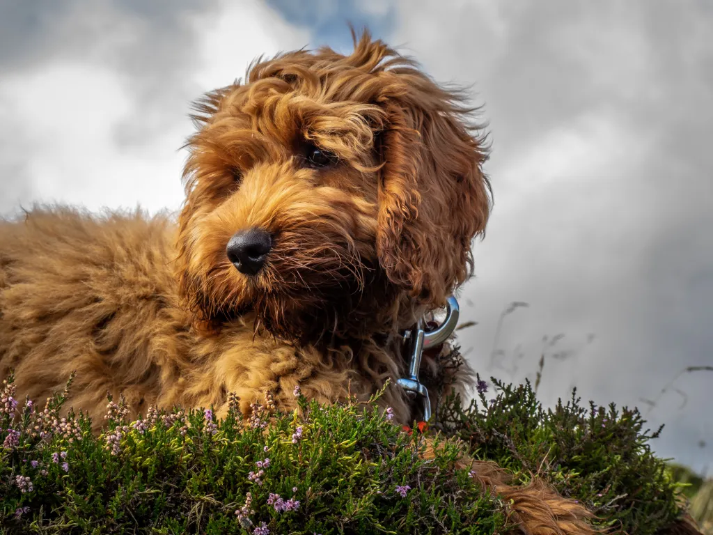 Cockapoo puppy in grass