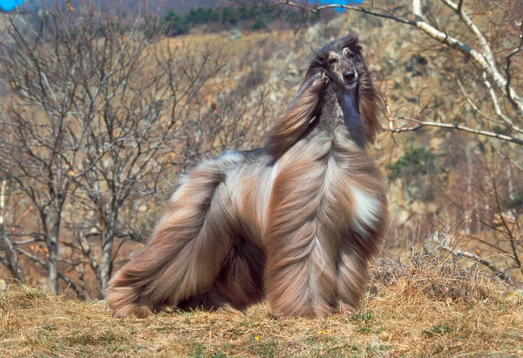 Afghan Hound in wildlife