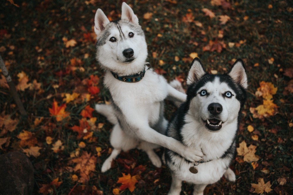 beautiful husky dog in the autumn garden