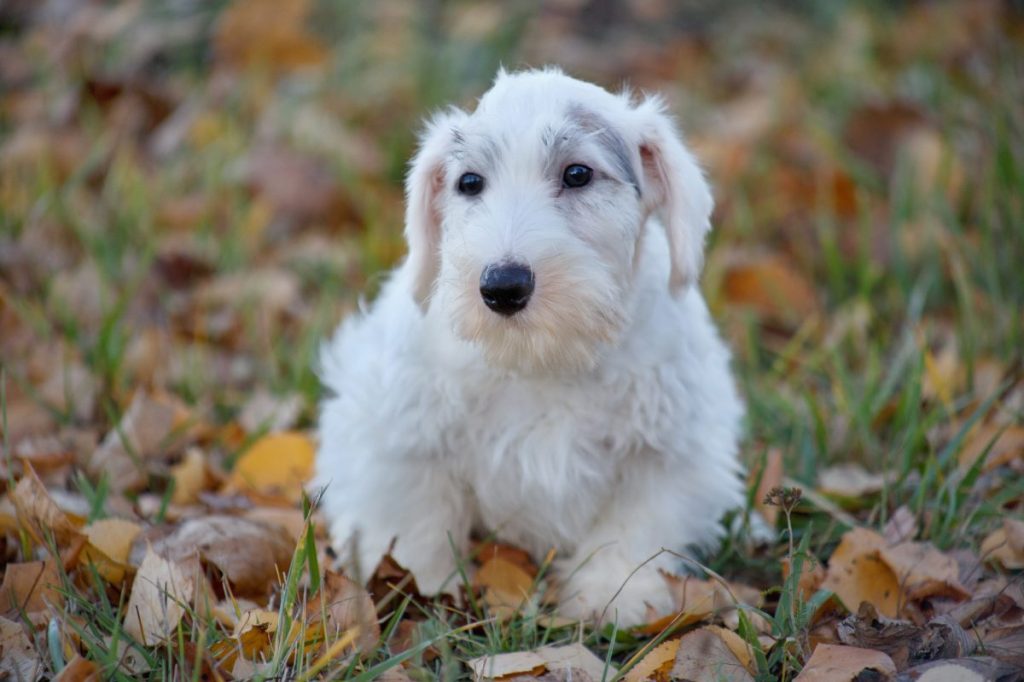 sealyham terrier puppy