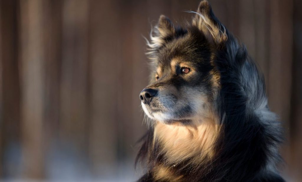 Finnish Lapphund in winter