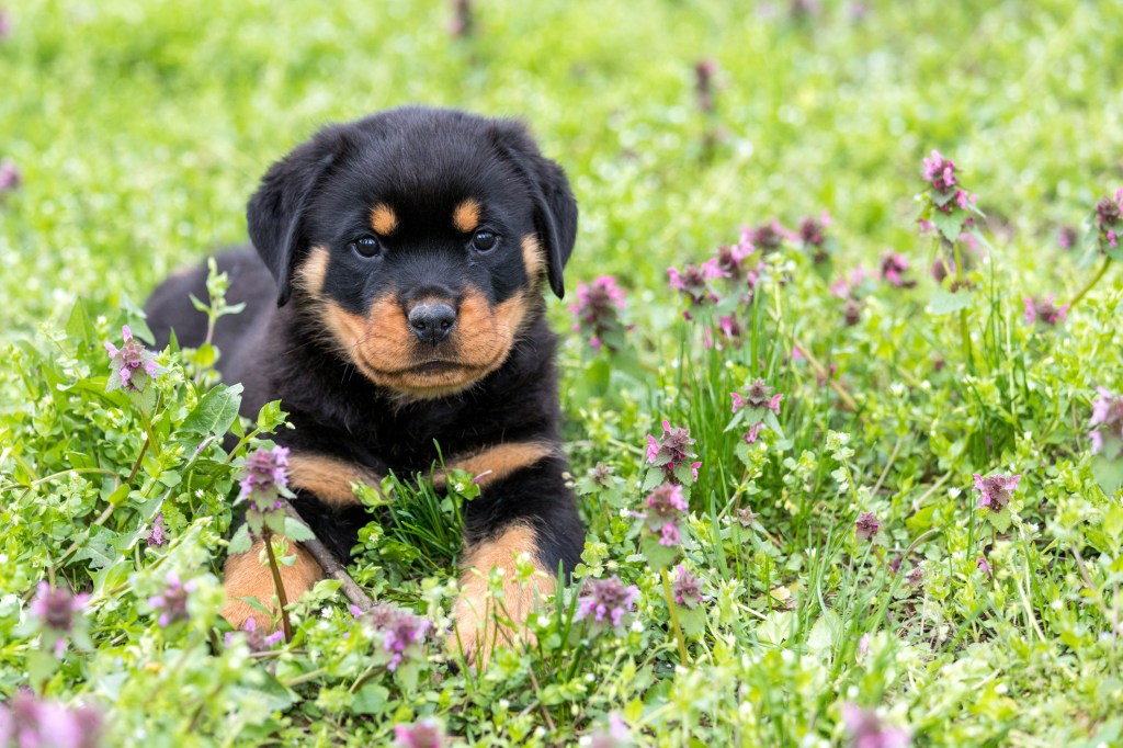 Small rottweiler puppy lying outdoors.