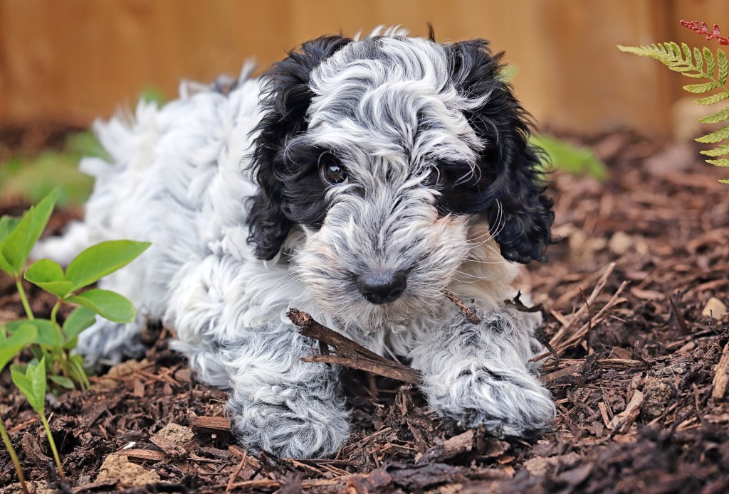 Cockapoo puppy in garden