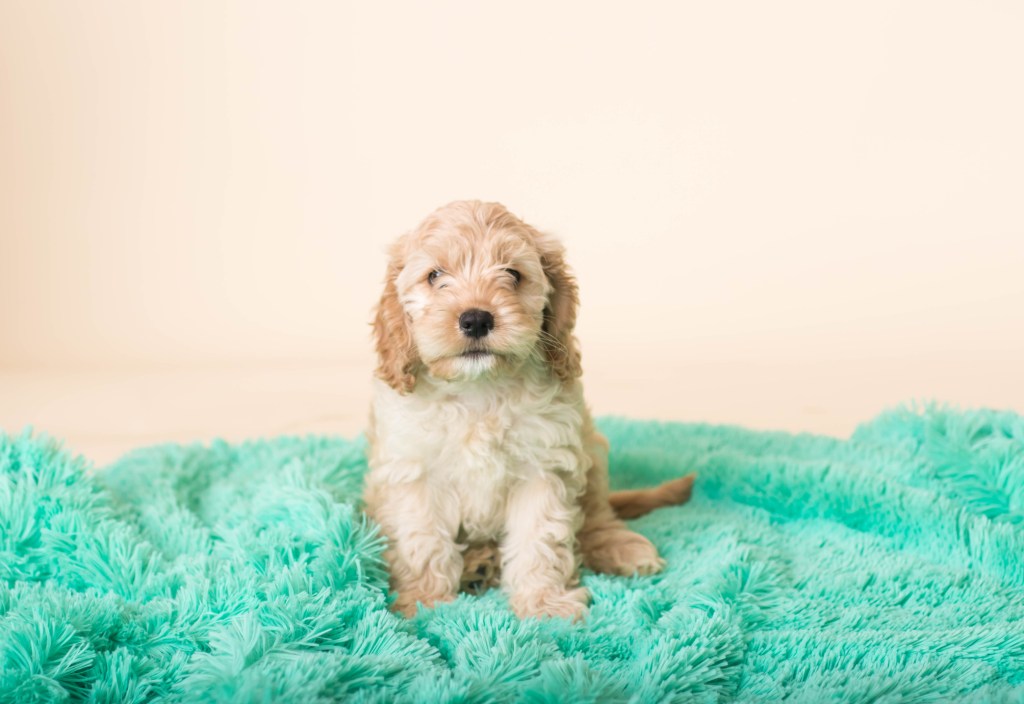 portrait of cute Cockapoo puppy