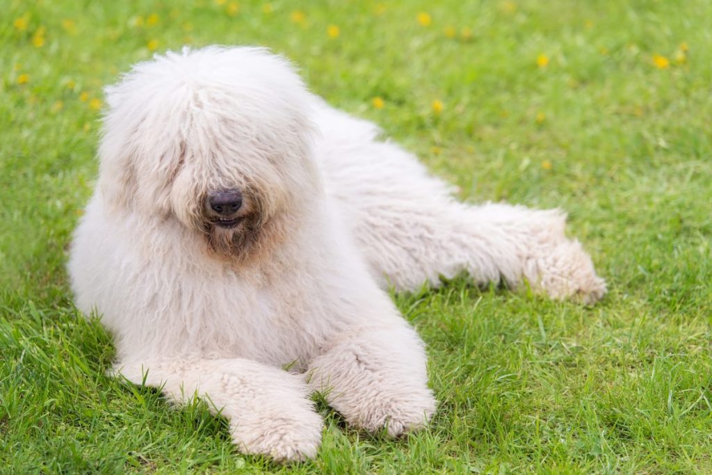 Hungarian komondor with short fur