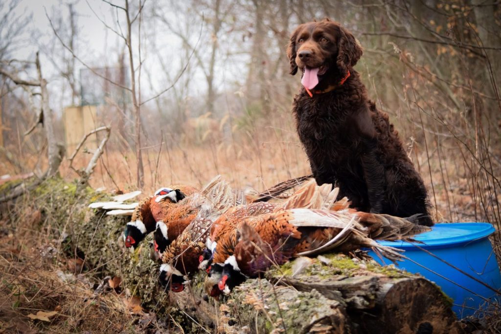 Boykin Spaniel pheasant hunting