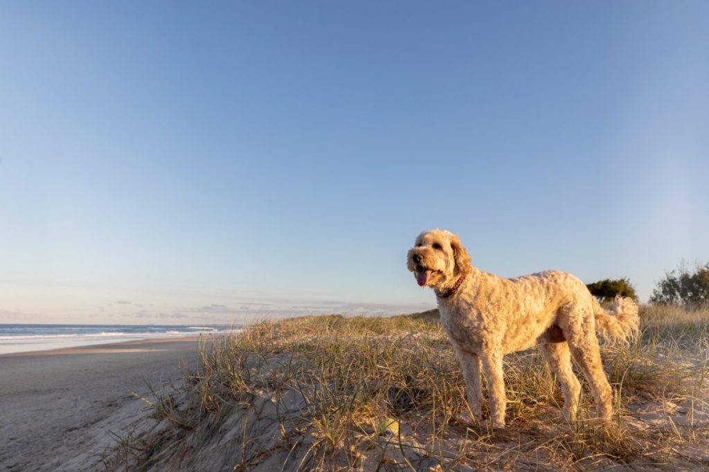 Australian Labradoodle at sunset