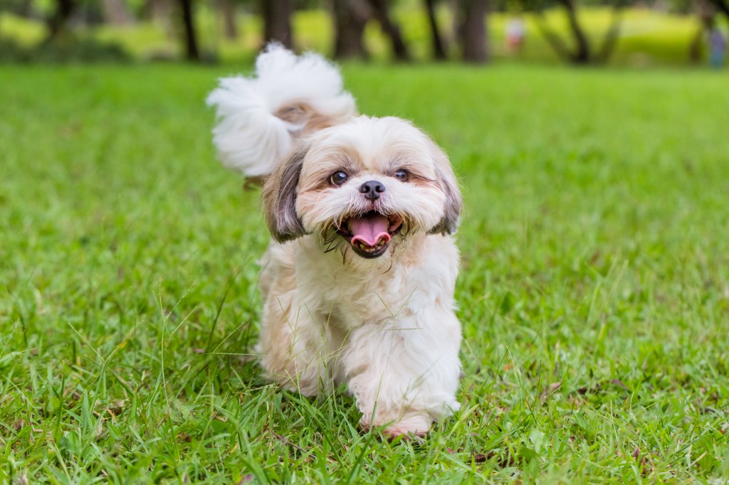 Outdoor shot of a Shih Tzu dog walking on the grass land.