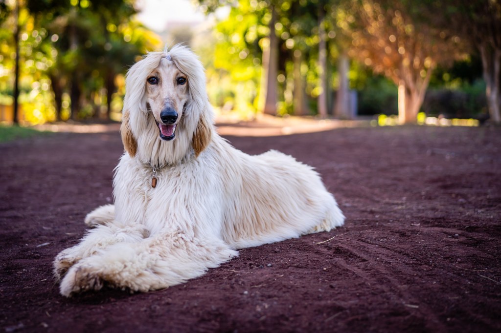 Afghan Hound lying on dirt road