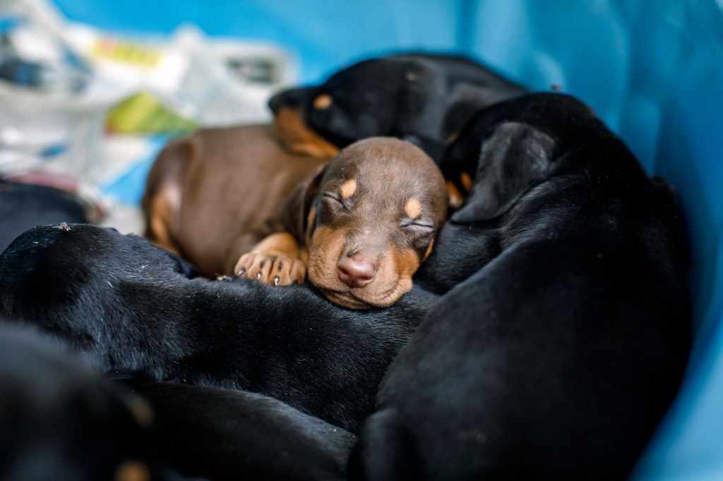 Doberman Pinscher puppies