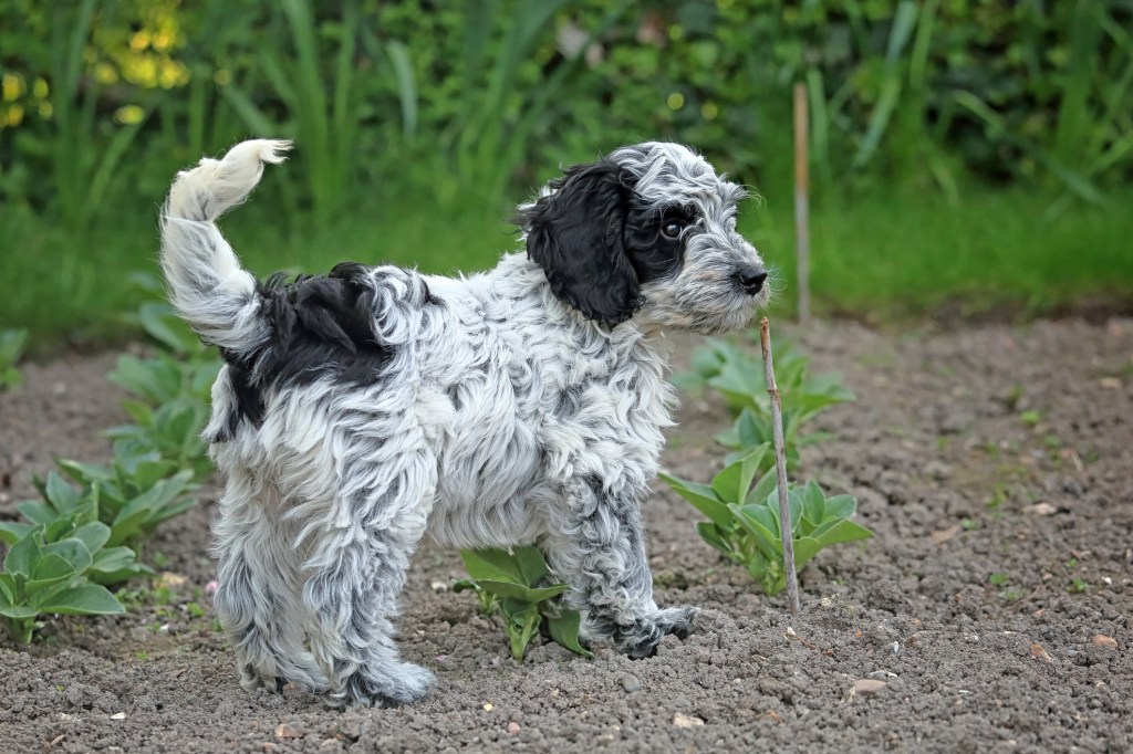 Puppy in garden