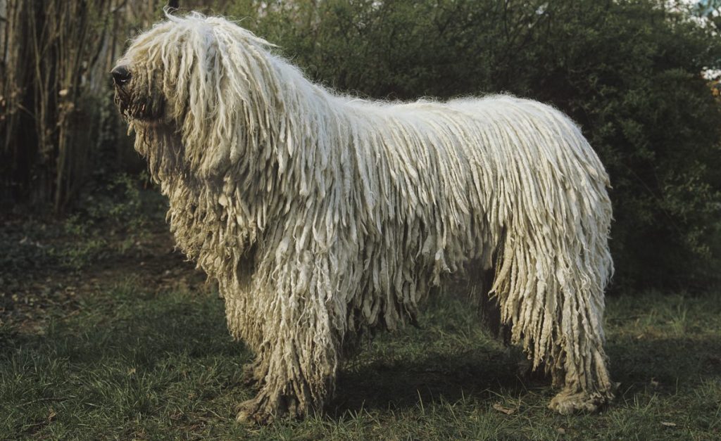 Komondor Dog standing on Grass