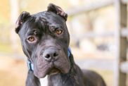 portrait of Perro de Presa Canario